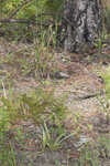 Southern rattlesnake master